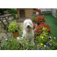 Goldendoodle - Rüde