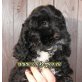 Goldendoodle Welpen - Hündin