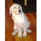 Goldendoodle Welpen - Hündin