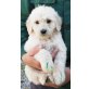 Goldendoodle Welpen - Hündin