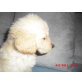 Goldendoodle Welpen - Hündin