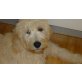 Goldendoodle Welpen - Hündin
