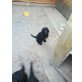 Goldendoodle Welpen - Hündin