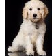Goldendoodle Welpen - Hündin