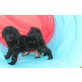 Goldendoodle Welpen - Hündin