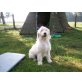 Goldendoodle Welpen - Hündin