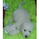 Goldendoodle Welpen - Rüde