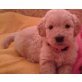 Goldendoodle Welpen - Rüde