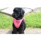 Goldendoodle fib Mini Welpen - Rüde