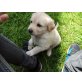 Goldenretriever/Bordercollie - Rüde