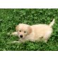Goldenretriever/Bordercolliemischling - Rüde