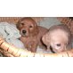 Goldenretriever + Goldi Mischling Welpen - Hündin