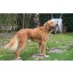 Goldenretriever-Mix - Rüde