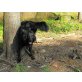 Goldenretriver & Flat coat retriver Welpen - Rüde