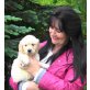 Goldfee, Golden Retriever Welpen - Hündin