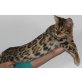 Goldfinger, Bengalkatze - Kater