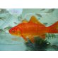 Goldfisch
