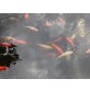 Goldfische