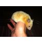 Goldhamster