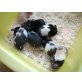 Goldhamster
