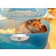 Goldhamster