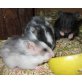 Goldhamster