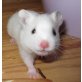 Goldhamster