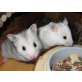 Goldhamster