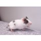 Goldhamster