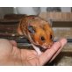 Goldhamster