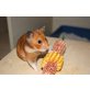 Goldhamster