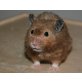 Goldhamster
