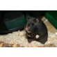 Goldhamster