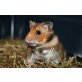 Goldhamster