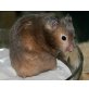 Goldhamster