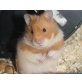 Goldhamster