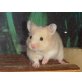 Goldhamster