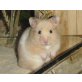 Goldhamster