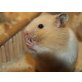 Goldhamster
