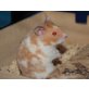 Goldhamster