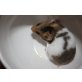 Goldhamster