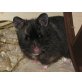Goldhamster