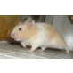 Goldhamster