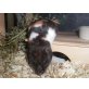 Goldhamster