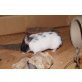 Goldhamster
