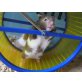Goldhamster - männlich