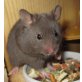 Goldhamster - männlich