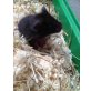 Goldhamster - männlich
