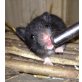 Goldhamster - männlich