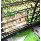 Goldhamster - weiblich